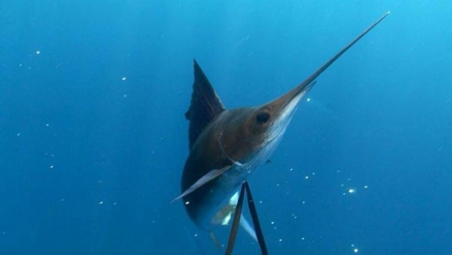  Pesca a Isla Mujeres 